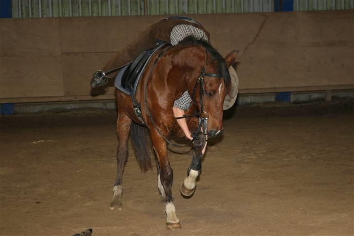 DSP | Leonardo - Min lillesøster ved at tage gamache af oppe fra - han har lært at løfte benet op vha. af et klap på skulderen - såvel som spanske skridt ;-P billede 18