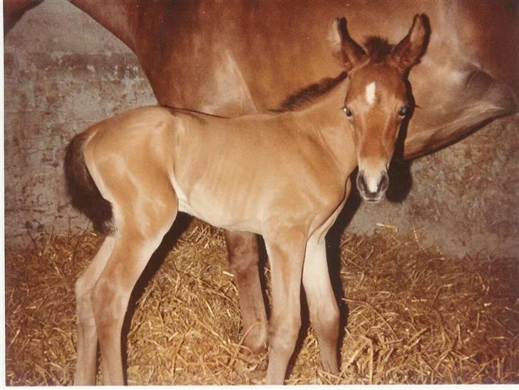 Trakehner Fleur - Død - Fleur 1 dag gammel :) billede 5
