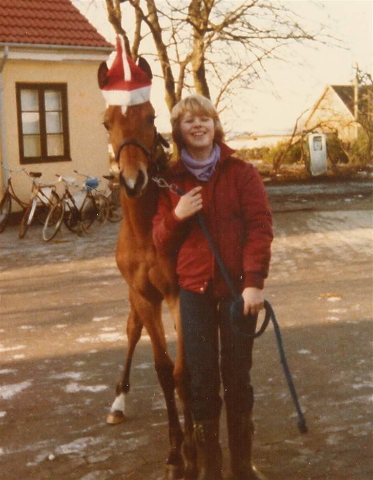 Trakehner Fleur - Død - Mig og Fleur i jule humør.. 7 måneder gammel  billede 6