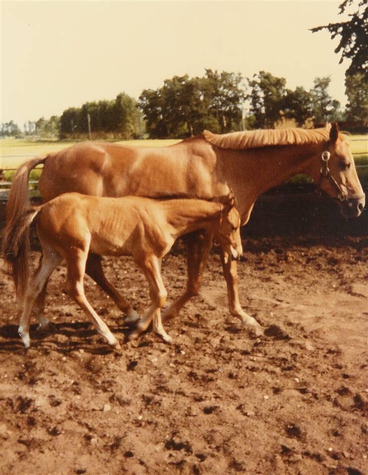 Trakehner Fleur - Død - Fleur ude for første gang.  2 dage gammel billede 8