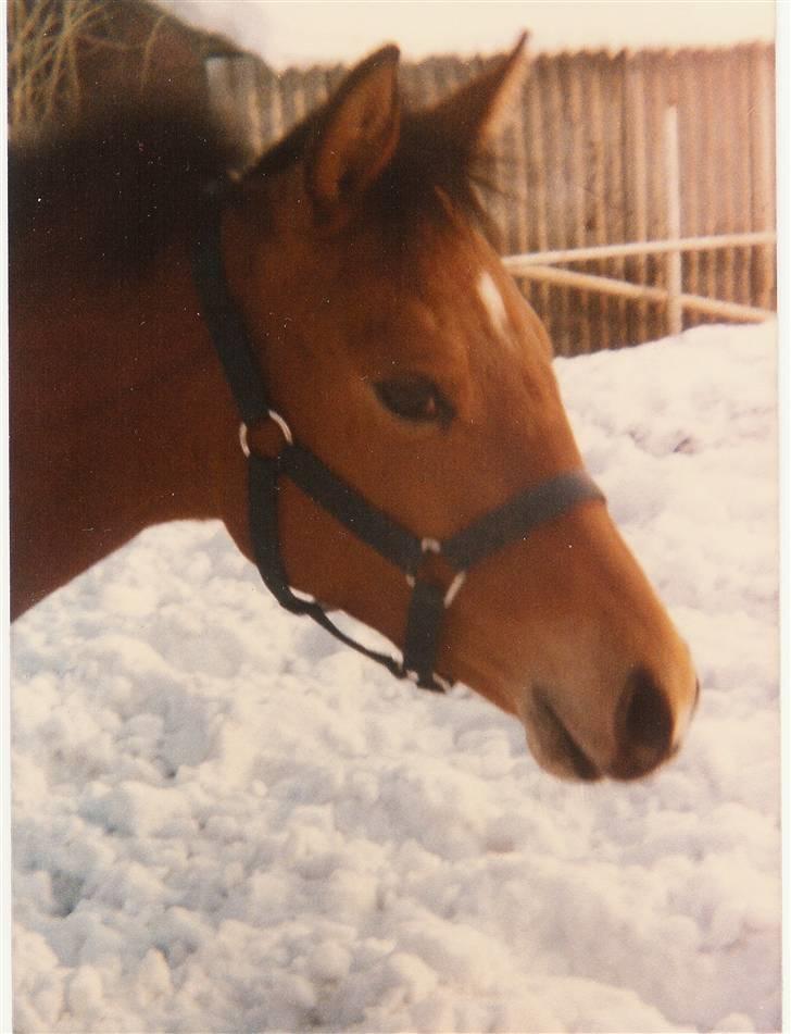 Trakehner Fleur - Død - Fleur i sneen billede 9