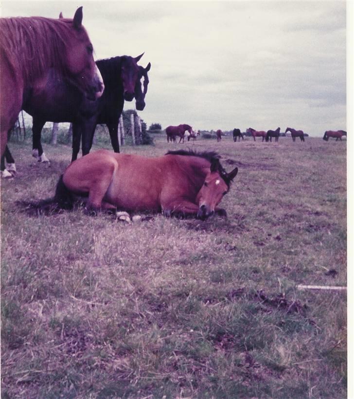 Trakehner Fleur - Død - rulle rulle billede 10