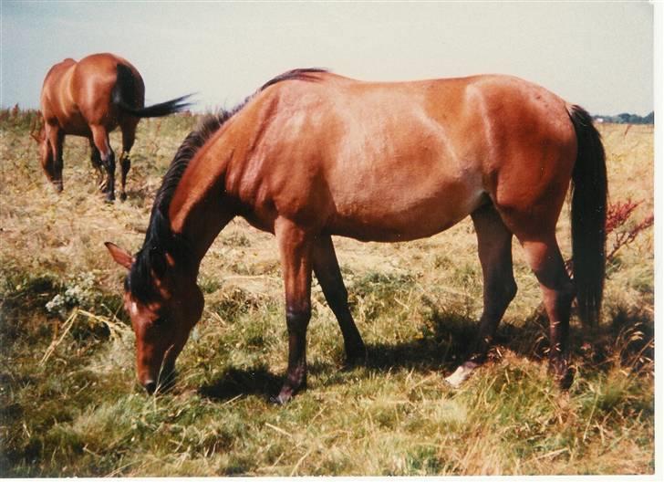 Trakehner Fleur - Død - Fleurs ynglings beskæftigelse.. SPISE billede 11