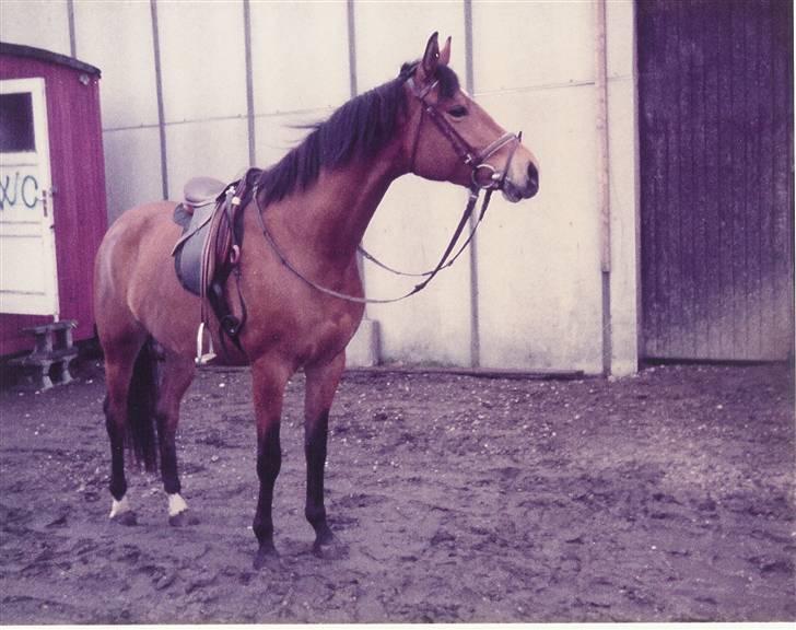 Trakehner Fleur - Død - en af de første gange med sadel på billede 12