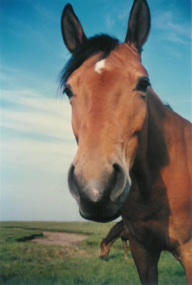 Trakehner Fleur - Død - heearj billede 13