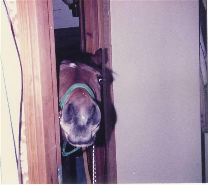 Trakehner Fleur - Død - juhuu er der nogle hjemme? billede 14