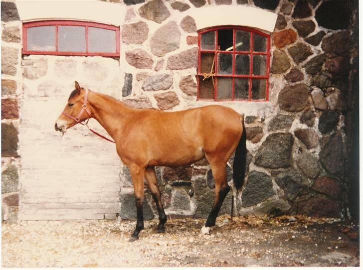 Trakehner Fleur - Død - et år gammel billede 16