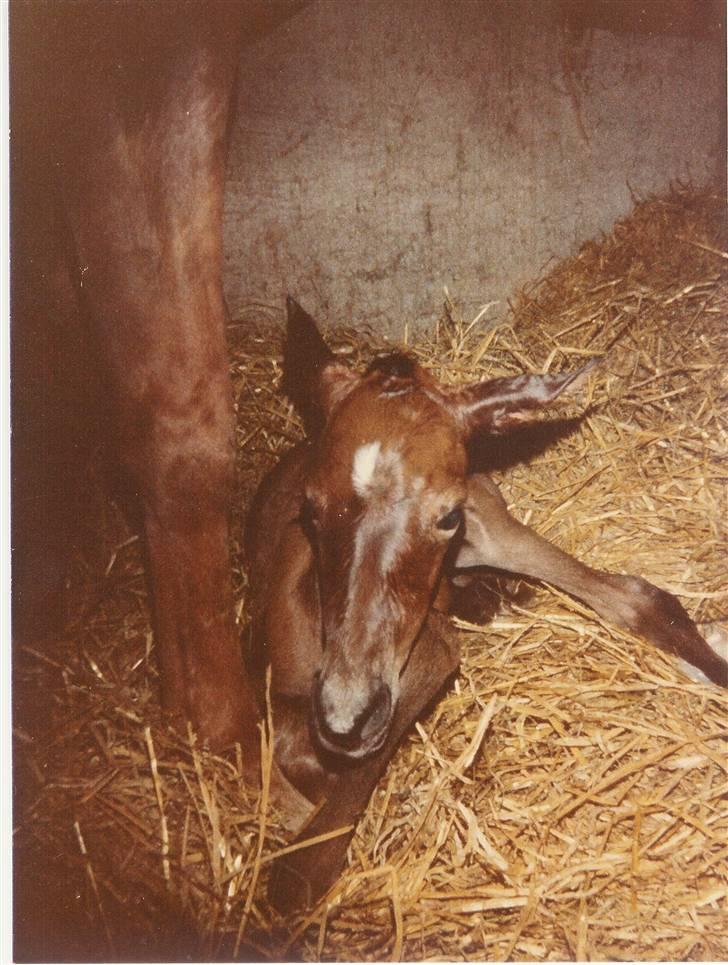 Trakehner Fleur - Død - smukke Fleur 5 min. gammel :) billede 18