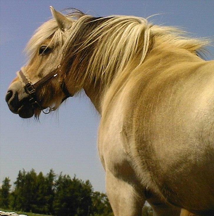 Fjordhest klaus gibson billede 1