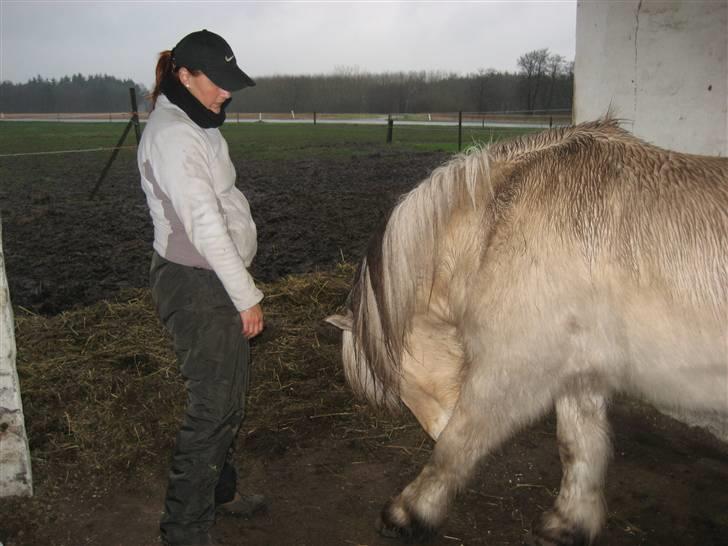 Fjordhest klaus gibson billede 2