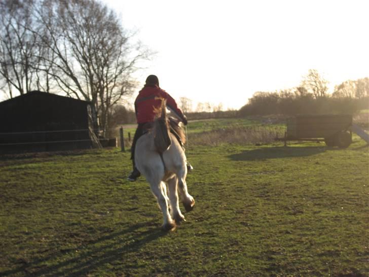 Fjordhest klaus gibson - lidt fræk skal han jo være:) billede 3