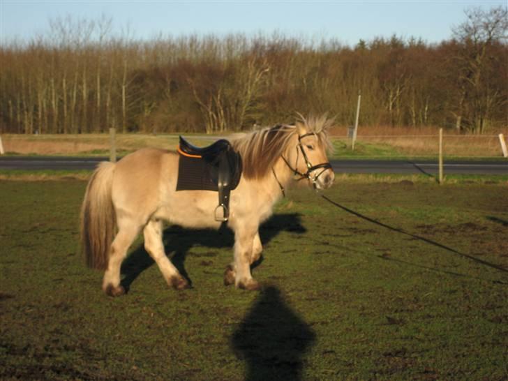 Fjordhest klaus gibson billede 4