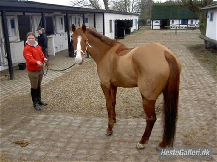 Tysk Sportspony Poersy Pay billede 17