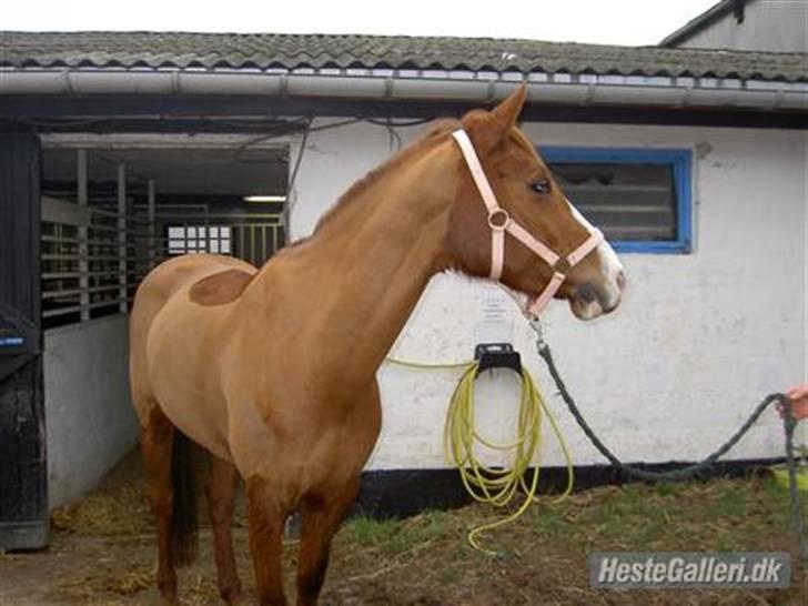 Tysk Sportspony Poersy Pay billede 19