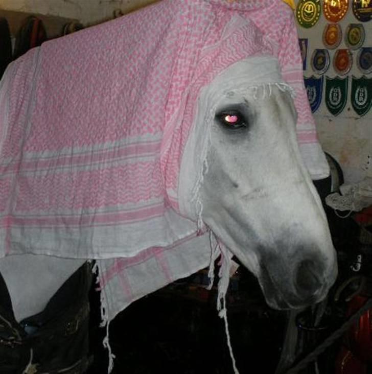 Anden særlig race MILLENIUM(TILBAGE LEVERT) - JEG ER BLEVET TIL EN PARTISANER HEST billede 18