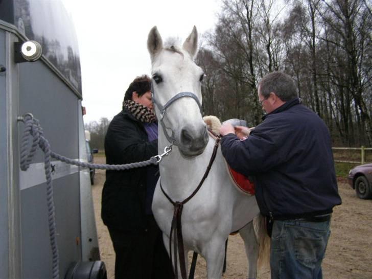 Anden særlig race MILLENIUM(TILBAGE LEVERT) - nejj jubi jeg skal d og springe ( til stævne i herning) billede 19