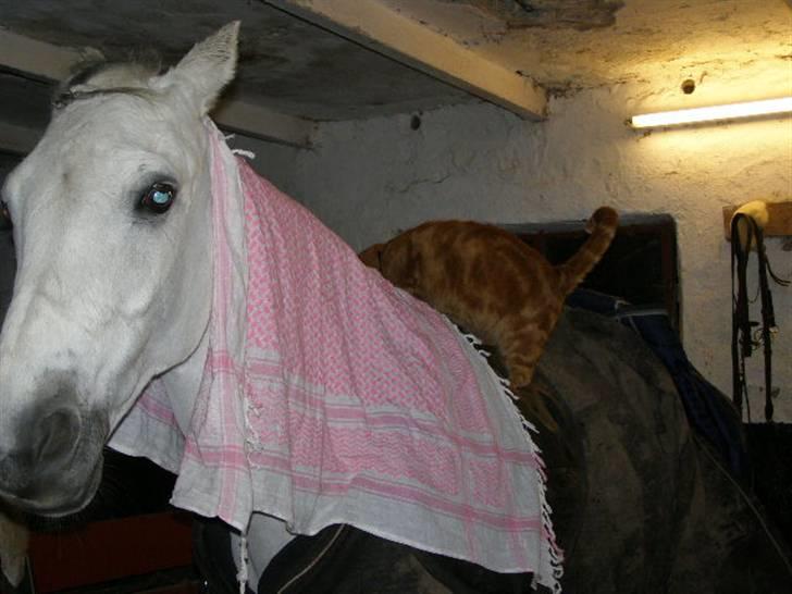 Anden særlig race MILLENIUM(TILBAGE LEVERT) - thea jeg er iikke helt tryg ved dette billede 20