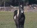 Irish Cob Crossbreed Fonzie SOLGT