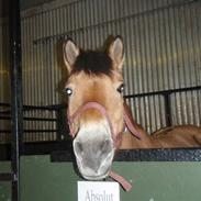 Anden særlig race Bleiki