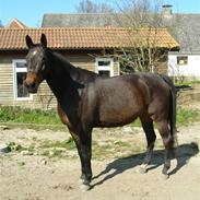 Dansk Varmblod Blue (SOLGT)