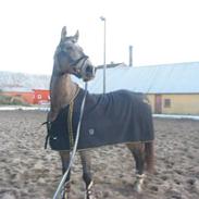 Anden særlig race Valentino(lån/køb ophævet