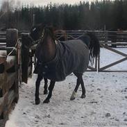 Anden særlig race Josefina <3