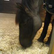 Anden særlig race Josefina <3