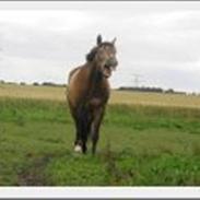 Anden særlig race Valentino(lån/køb ophævet