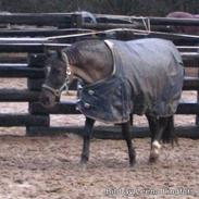 Anden særlig race Josefina <3