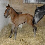 Dansk Varmblod Lamborghini LF *Solgt*