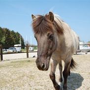 Islænder Trausti fra Gravhøjgård [Himmelhest] 