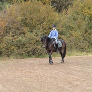 New Forest bette *solgt*