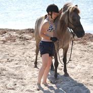 Islænder Trausti fra Gravhøjgård [Himmelhest] 