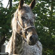 Knabstrupper Vibeholms Lina 