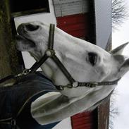 Holstener Lady Simpley