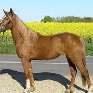 Welsh Cob (sec D) Debusies Princess Grace SOLGT