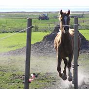 Welsh Cob (sec D) Debusies Princess Grace SOLGT