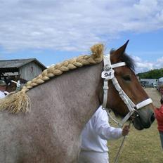 Belgier Dalmoses Bertha (solgt)