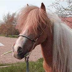 Dansk Miniature Miss April