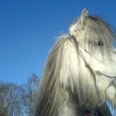 Shetlænder Munik (Solgt)