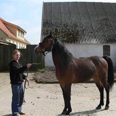 Hollandsk Sportspony Romeo(Solgt)