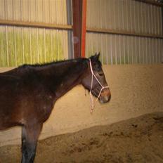 Hollandsk Sportspony Romeo(Solgt)