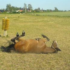 Hollandsk Sportspony Romeo(Solgt)