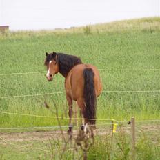 Anden særlig race Basse