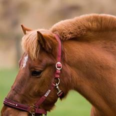 Anden særlig race Vestervangens Asterix