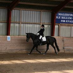Dansk Varmblod Lillemarken's Abrikoos (solgt)