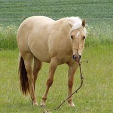 Quarter Strawberry Maiden