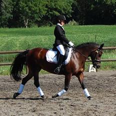 New Forest Storådalens Cecilie