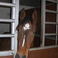 Anden særlig race Riisgaardens Kira 