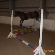 Anden særlig race Riisgaardens Kira 